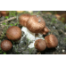 Мицелий Шампиньона бразильского / Агарик бразильский (Agaricus brasiliensis)